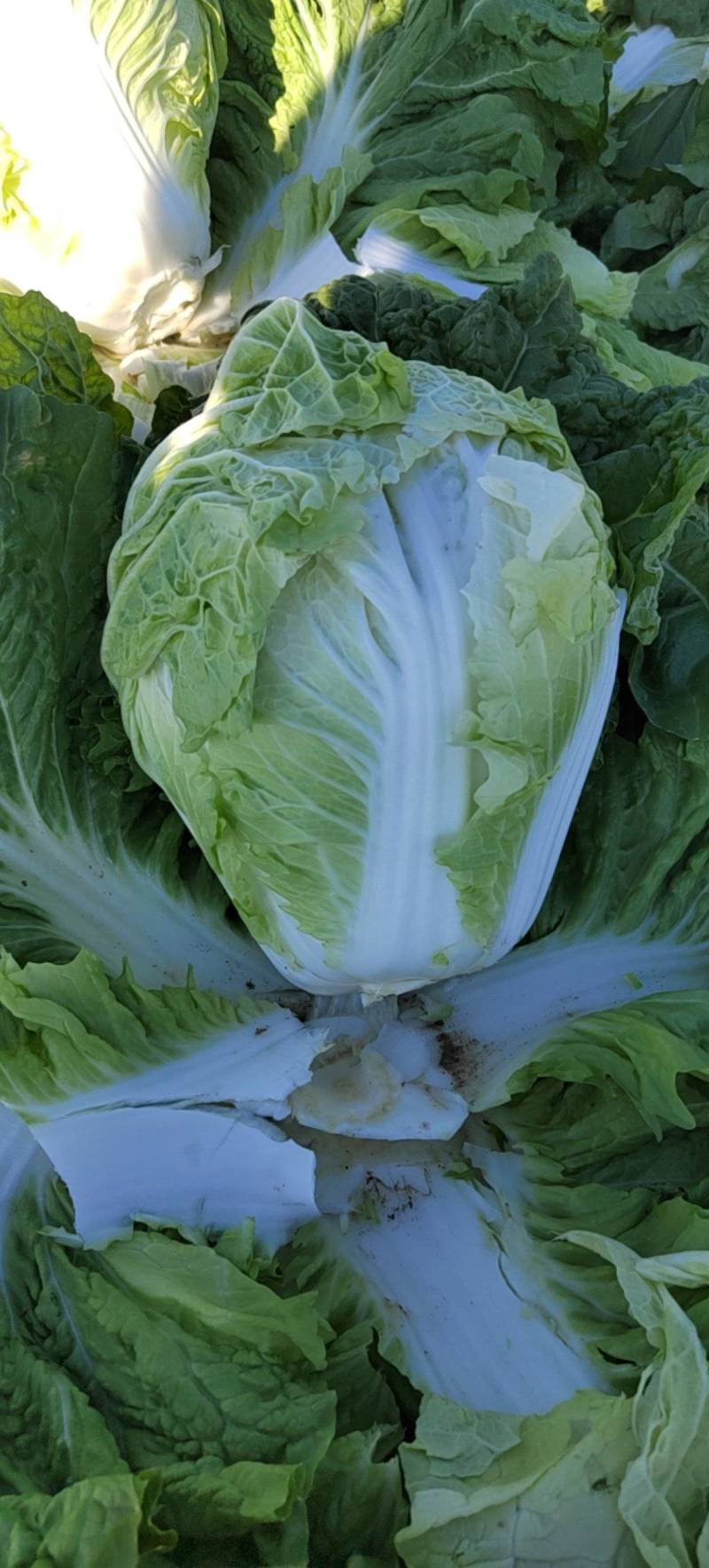 产地直供东京868大白菜鸡腿白菜狮子头白菜新乡小包