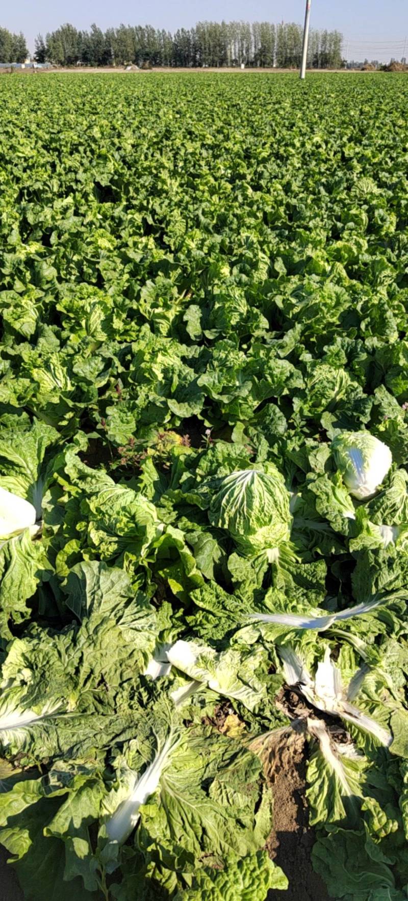 产地直供东京868大白菜鸡腿白菜狮子头白菜新乡小包