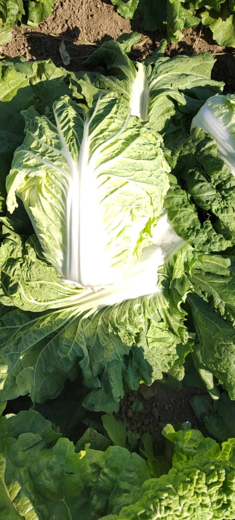 产地直供东京868大白菜鸡腿白菜狮子头白菜新乡小包