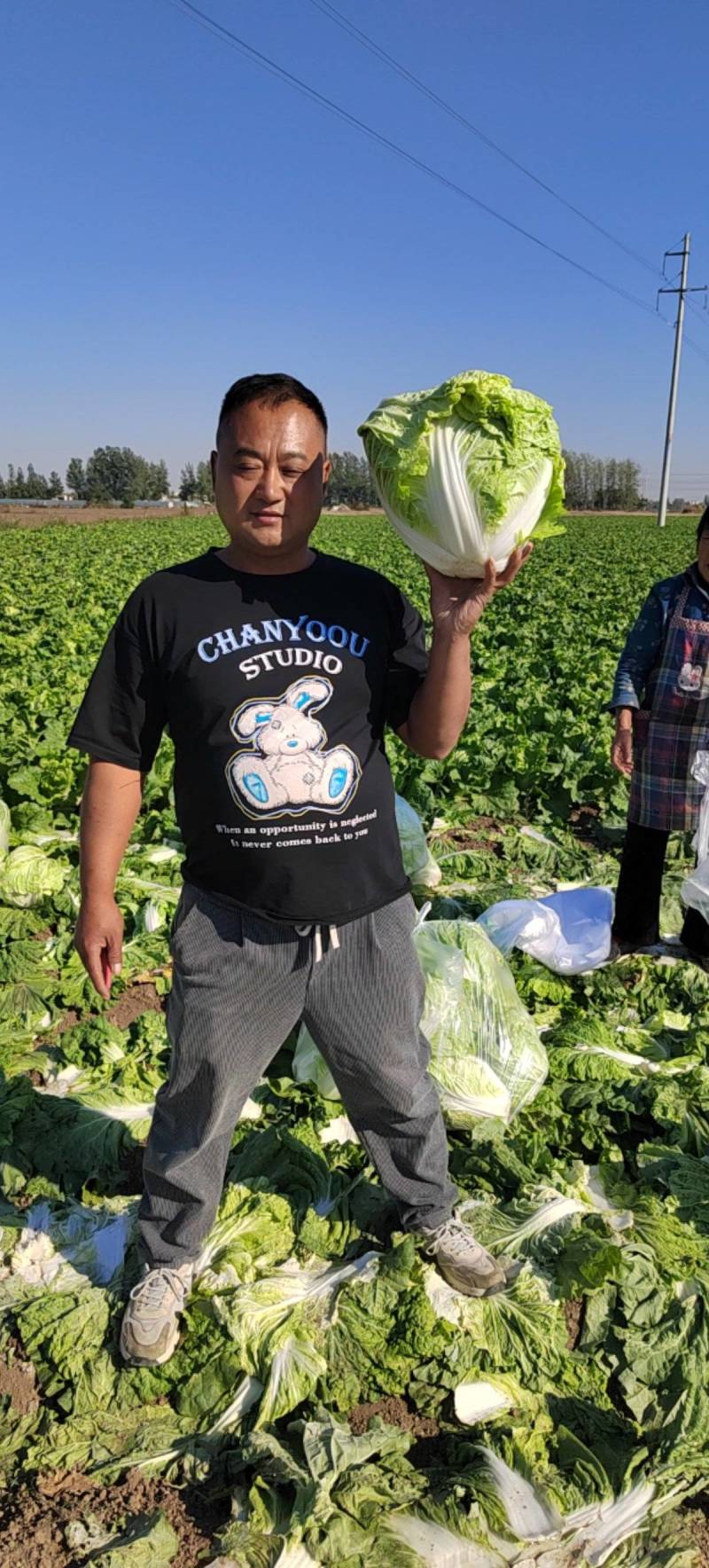 产地直供东京868大白菜鸡腿白菜狮子头白菜新乡小包
