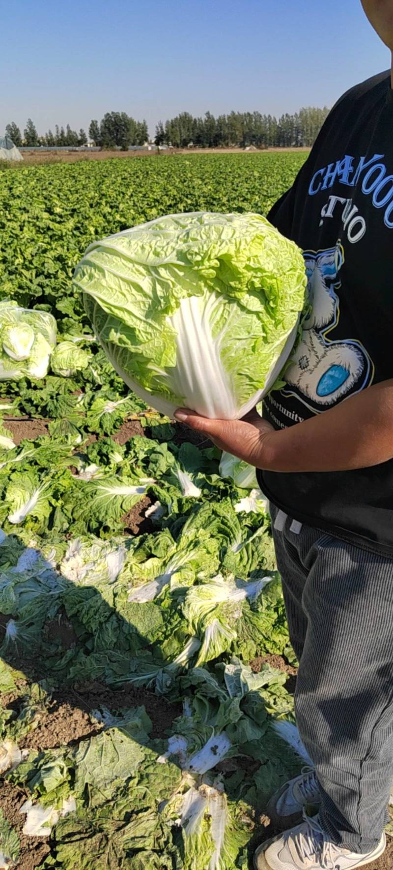 产地直供东京868大白菜鸡腿白菜狮子头白菜新乡小包