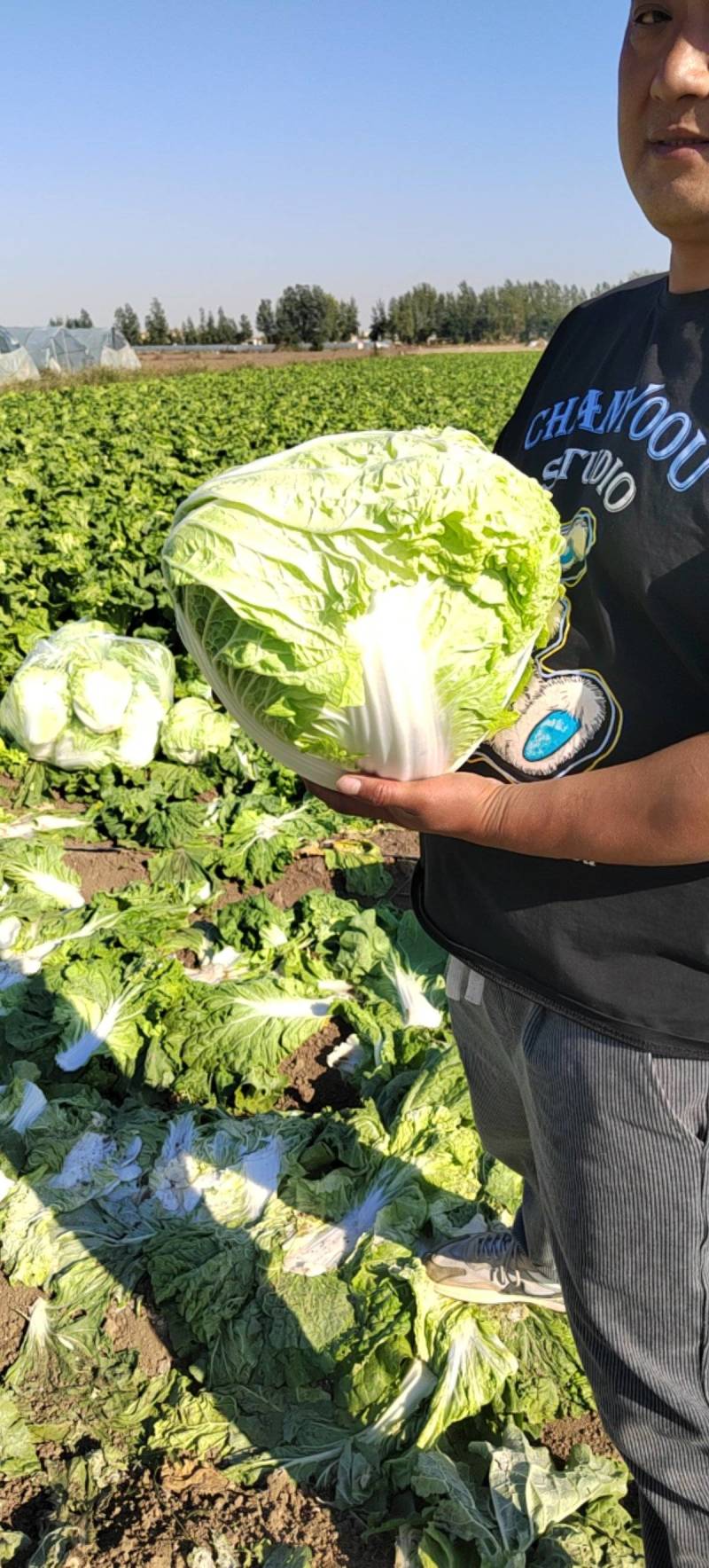 产地直供东京868大白菜鸡腿白菜狮子头白菜新乡小包