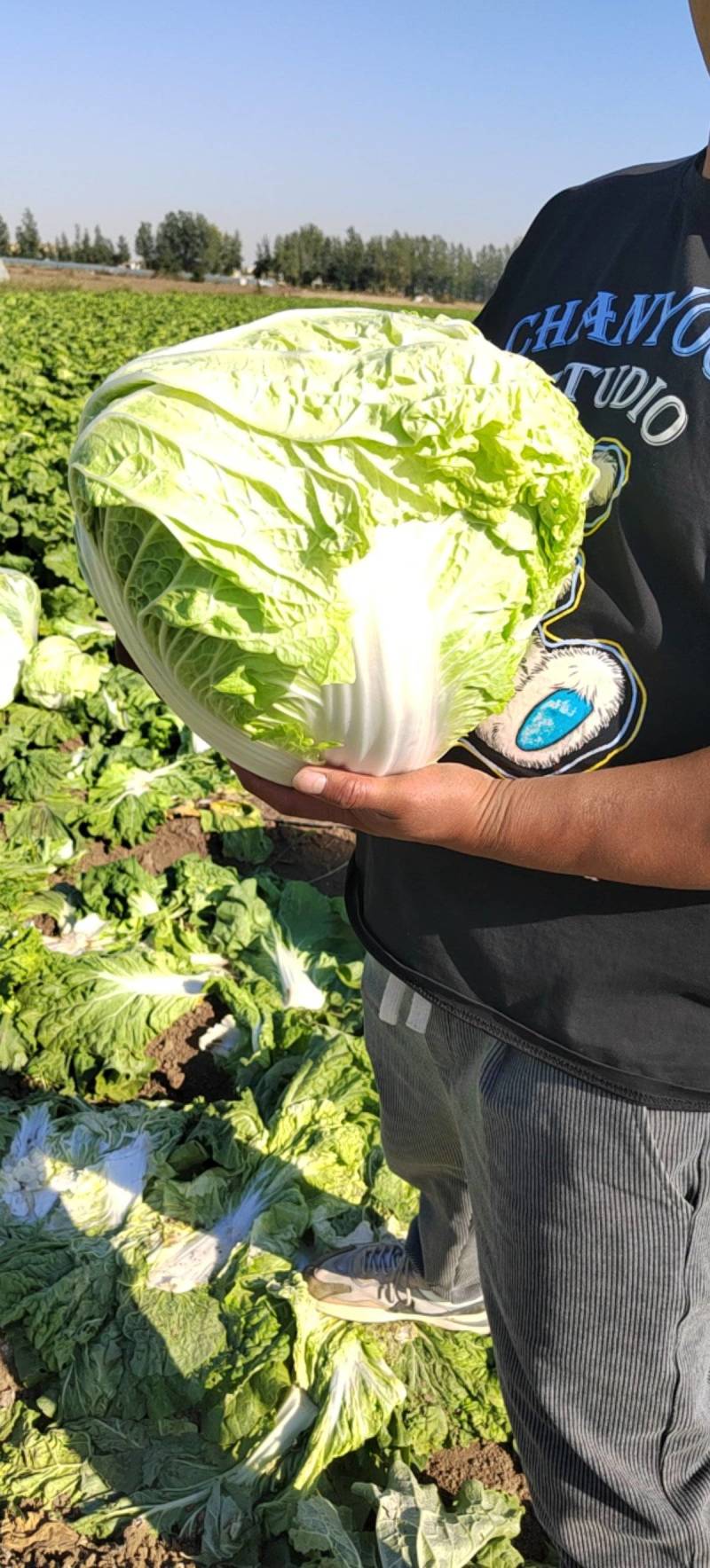 产地直供东京868大白菜鸡腿白菜狮子头白菜新乡小包
