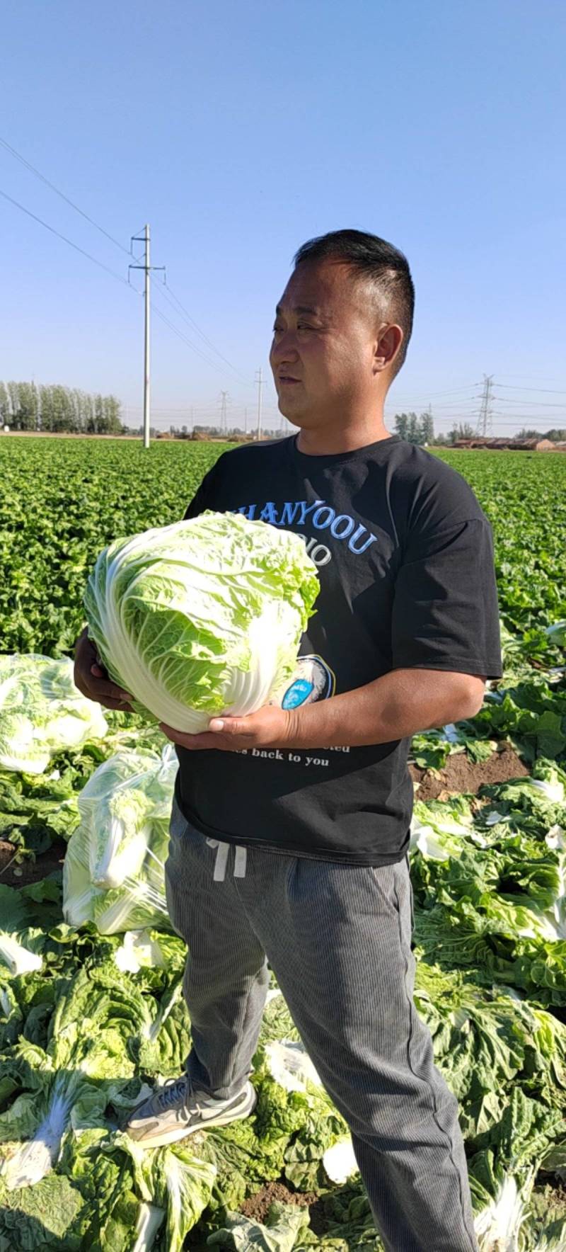 产地直供东京868大白菜鸡腿白菜狮子头白菜新乡小包