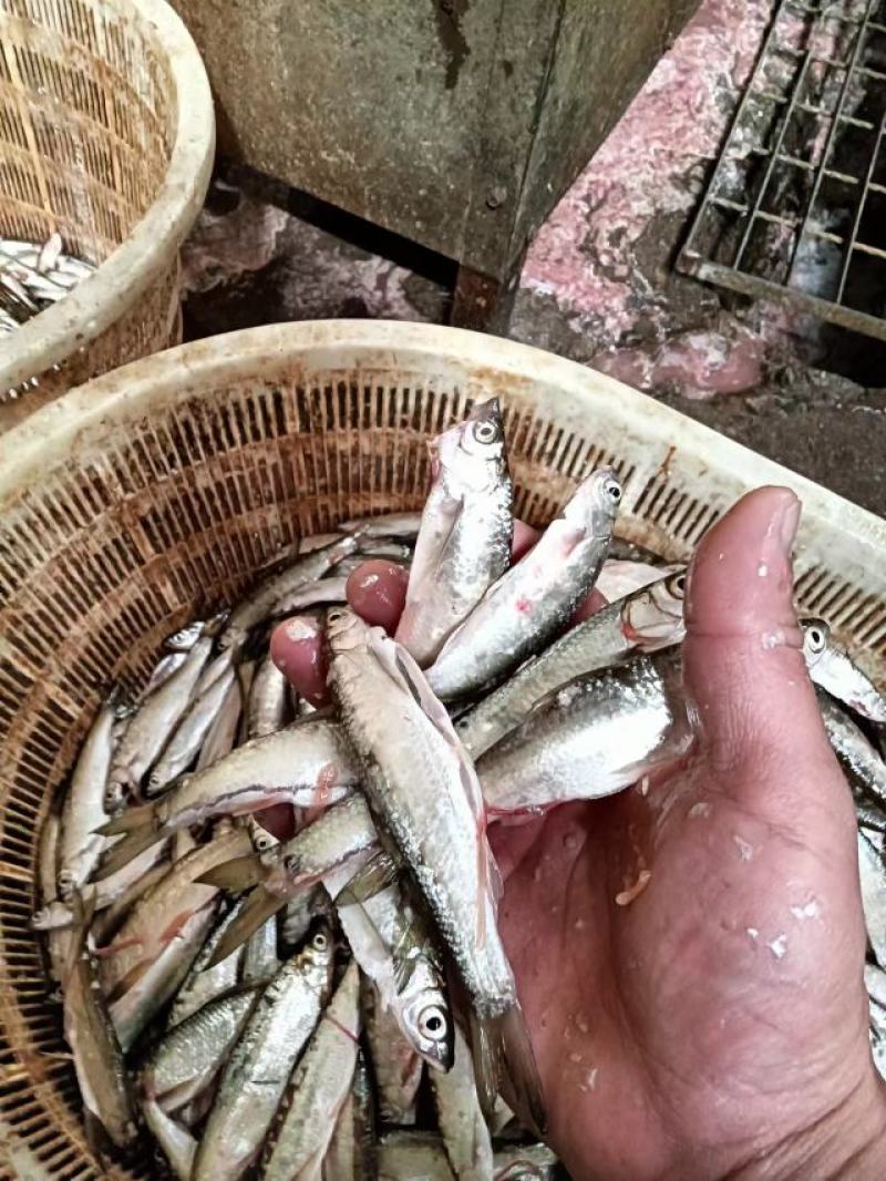 白条鱼，开肚白条，15～20公分冻板，一手货源量大从优