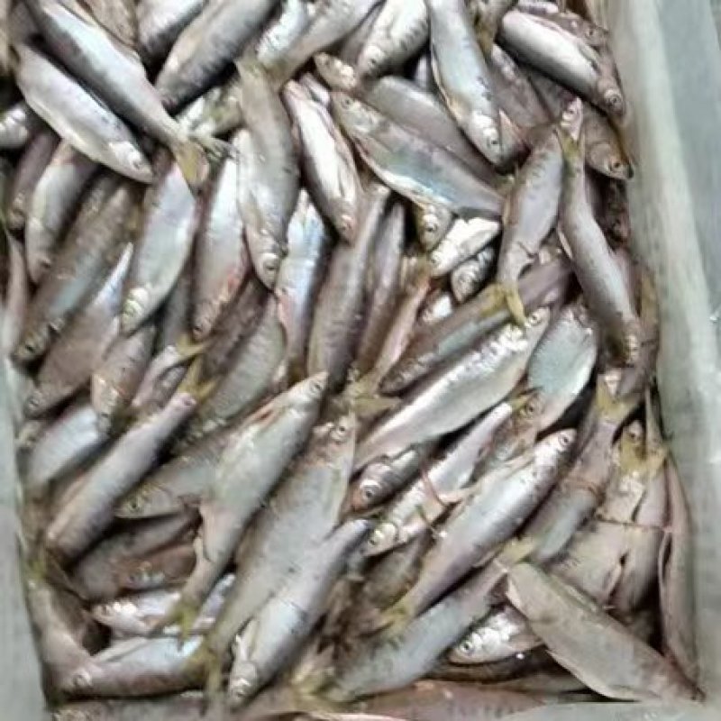白条鱼，开肚白条，15～20公分冻板，一手货源量大从优