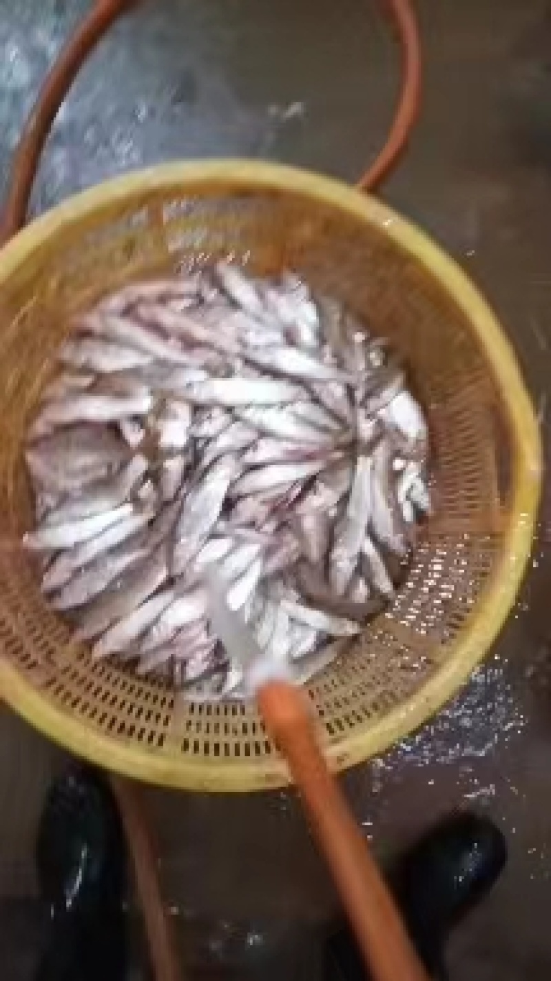 白条鱼，开肚白条，15～20公分冻板，一手货源量大从优