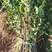 一年生白榆苗，苗高60厘米以上，地经0.3cm以上