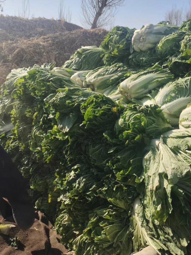 【牛商商家】白菜，黄心白菜，产地发货，量大从优