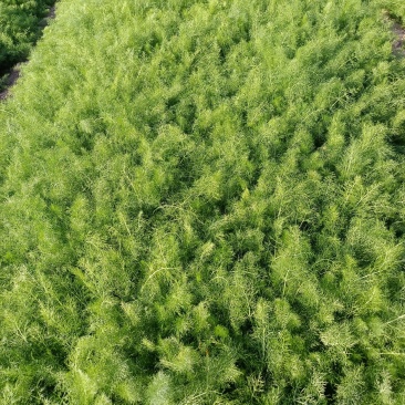 自己家种的茴香苗，十来亩地！有要的联系！