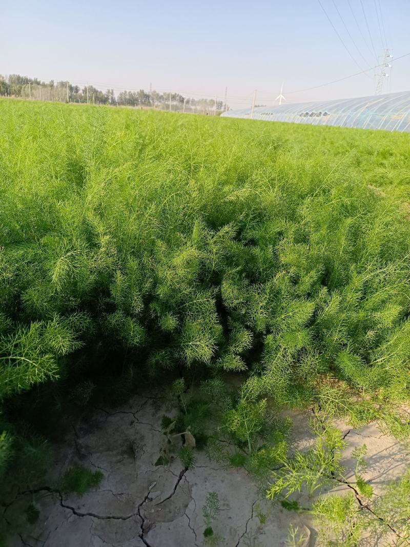 自己家种的茴香苗，十来亩地！有要的联系！