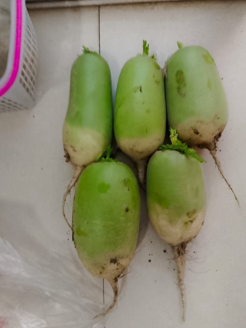 甘肃青萝卜产地出售中，可视频看货，量大从优