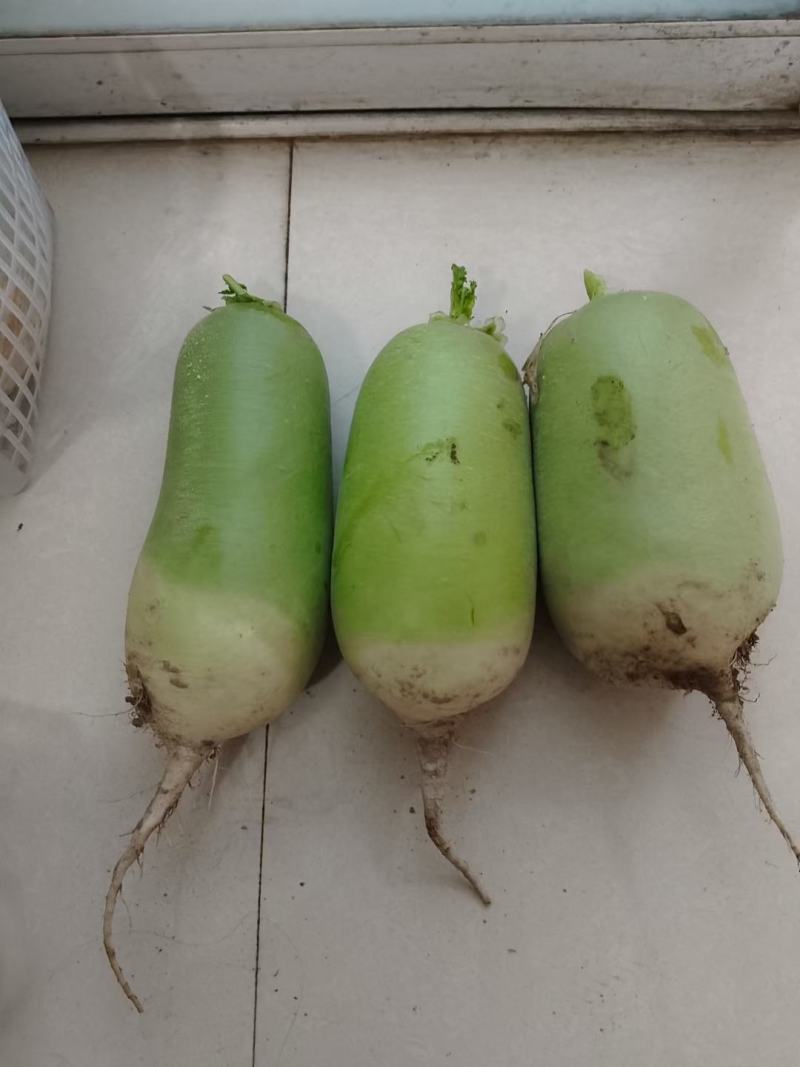 甘肃青萝卜产地出售中，可视频看货，量大从优