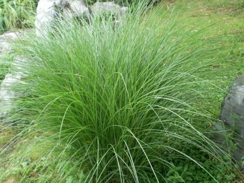 细叶芒草种子水生植物种子多年生莽草白微龙胆白薇