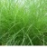 细叶芒草种子水生植物种子多年生莽草白微龙胆白薇