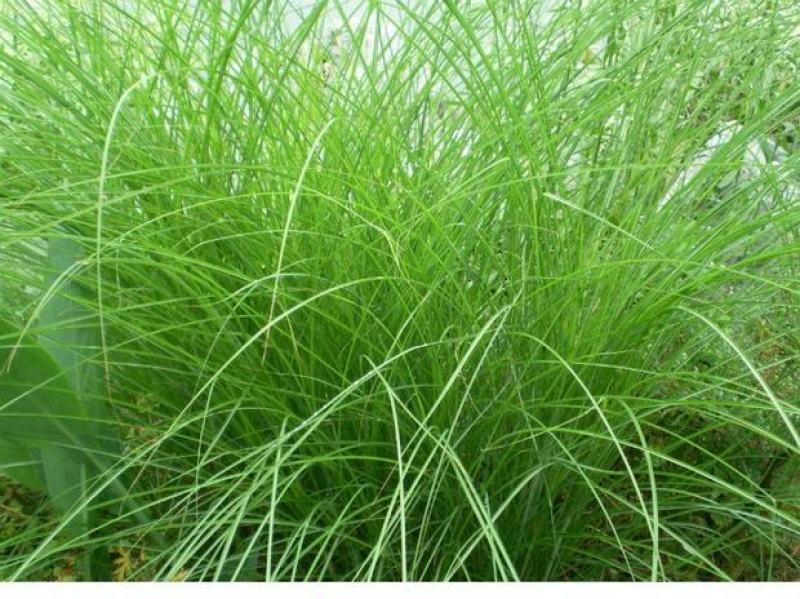 细叶芒草种子水生植物种子多年生莽草白微龙胆白薇