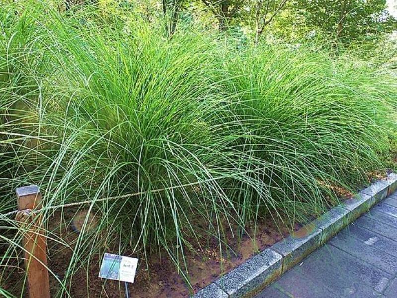 细叶芒草种子水生植物种子多年生莽草白微龙胆白薇