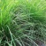 细叶芒草种子水生植物种子多年生莽草白微龙胆白薇