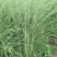 细叶芒草种子水生植物种子多年生莽草白微龙胆白薇