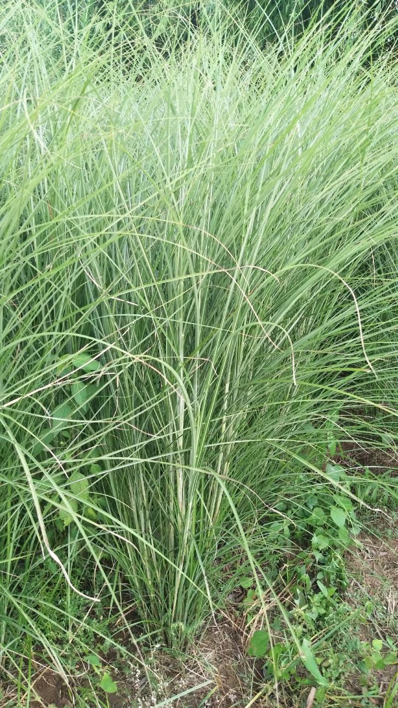 细叶芒草种子水生植物种子多年生莽草白微龙胆白薇
