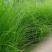 细叶芒草种子水生植物种子多年生莽草白微龙胆白薇
