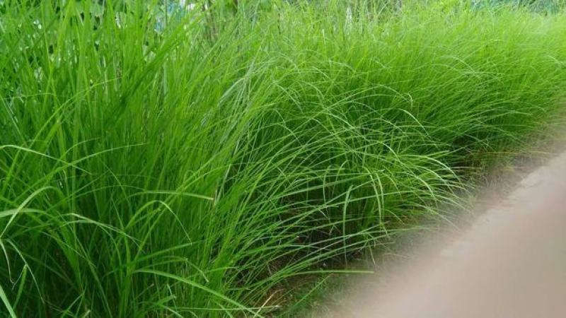 细叶芒草种子水生植物种子多年生莽草白微龙胆白薇