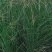 细叶芒草种子水生植物种子多年生莽草白微龙胆白薇