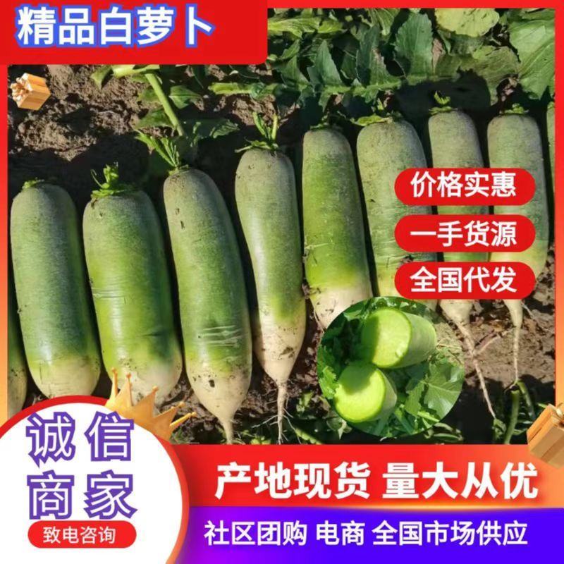 淮阳冷库杂交编线青萝卜大量供应可打包装可水洗加工