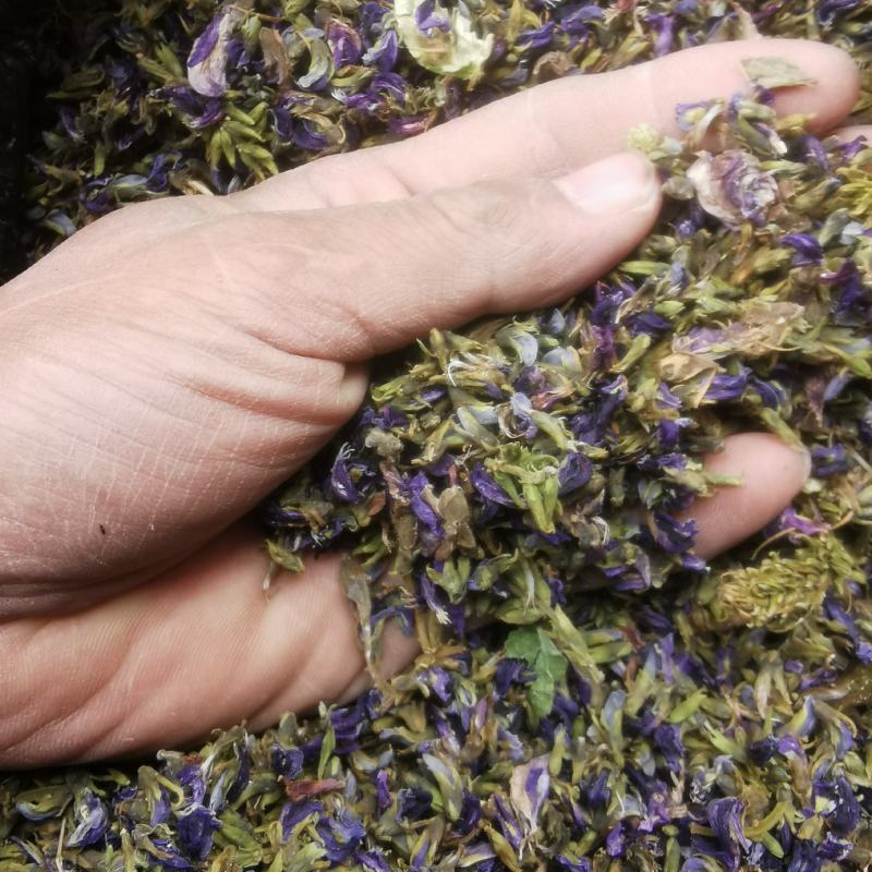 葛根花中药材葛藤花葛花茶干净精选解酒茶醒酒汤