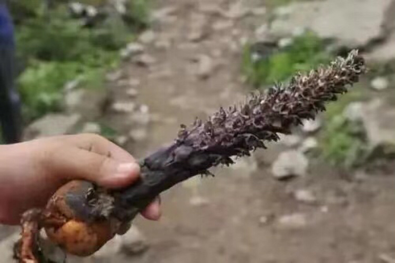 丁座草