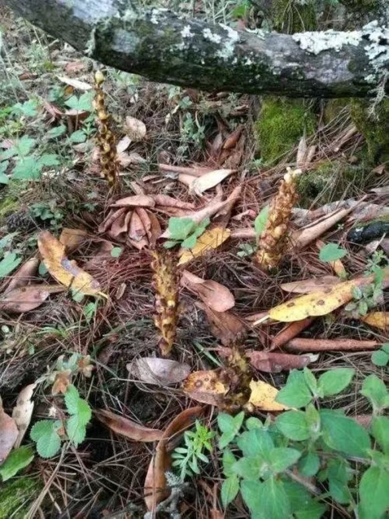 丁座草