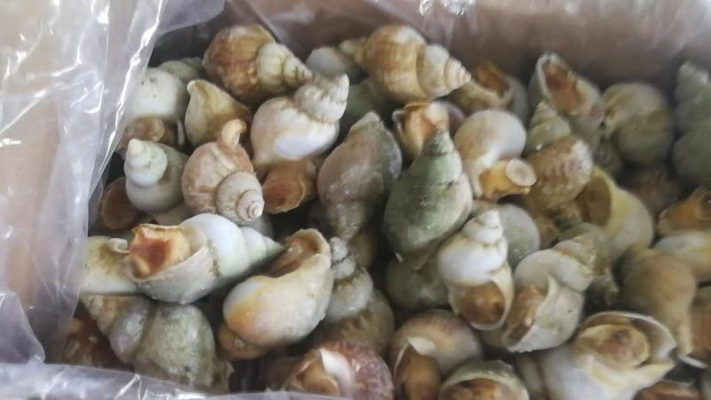新鲜速冻翡翠螺，品质保证，量大从优，诚信经营欢迎选购