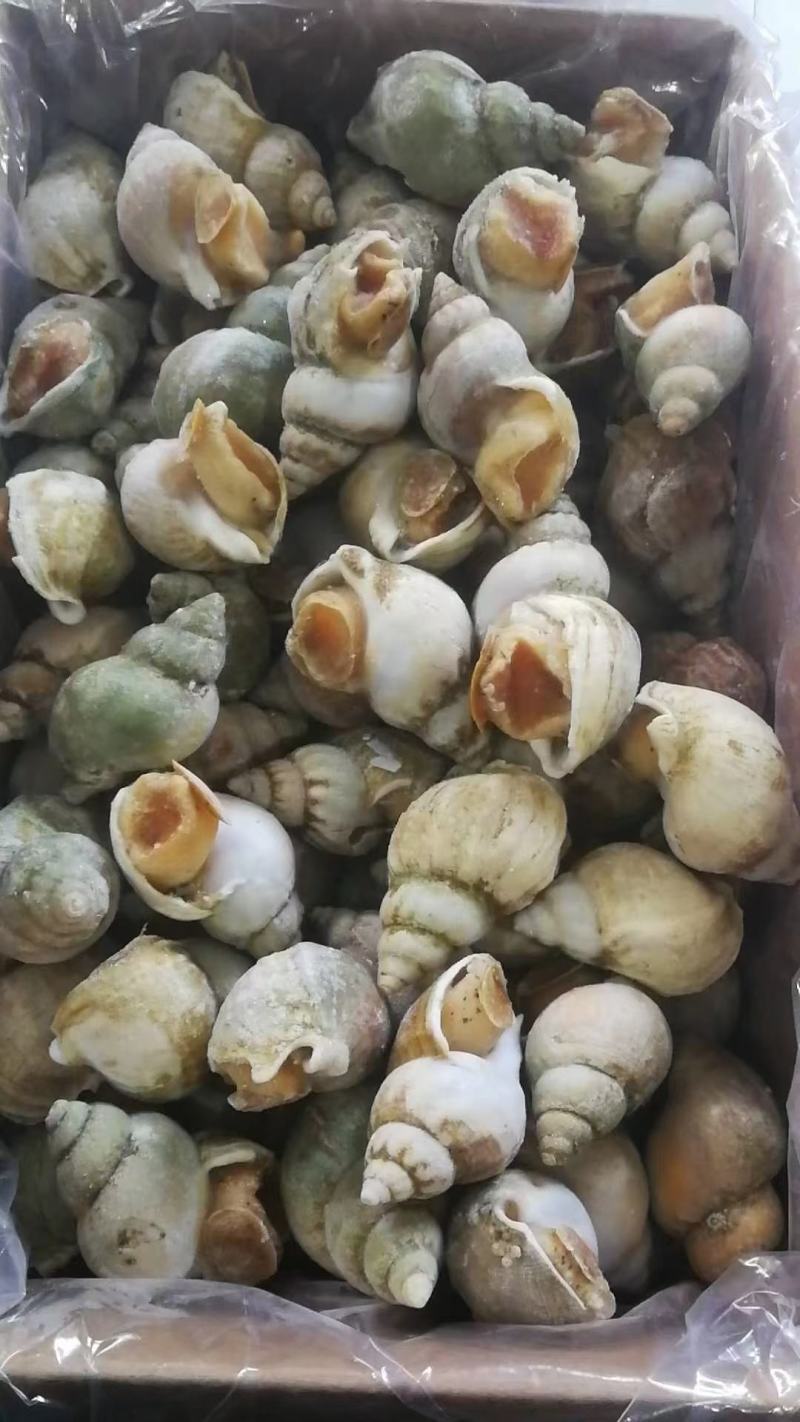 新鲜速冻翡翠螺，品质保证，量大从优，诚信经营欢迎选购