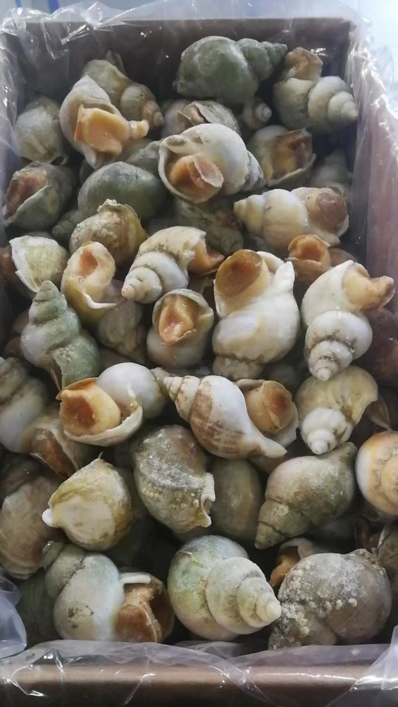 新鲜速冻翡翠螺，品质保证，量大从优，诚信经营欢迎选购