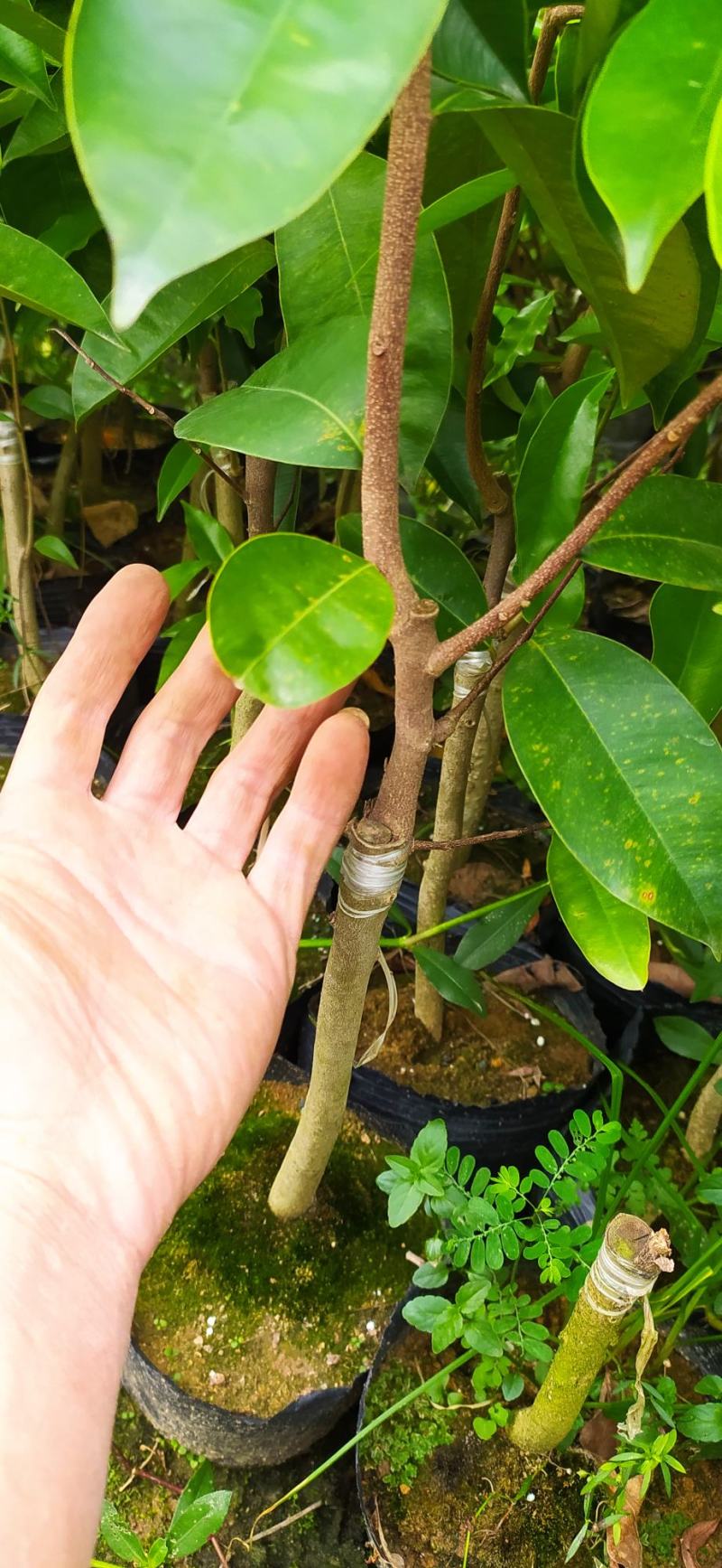 沉香绿奇楠苗靓品有油口嫁接苗