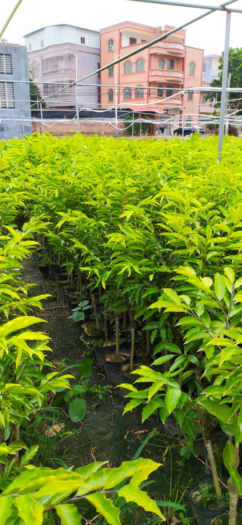 沉香绿奇楠苗靓品有油口嫁接苗