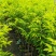 沉香绿奇楠苗靓品有油口嫁接苗