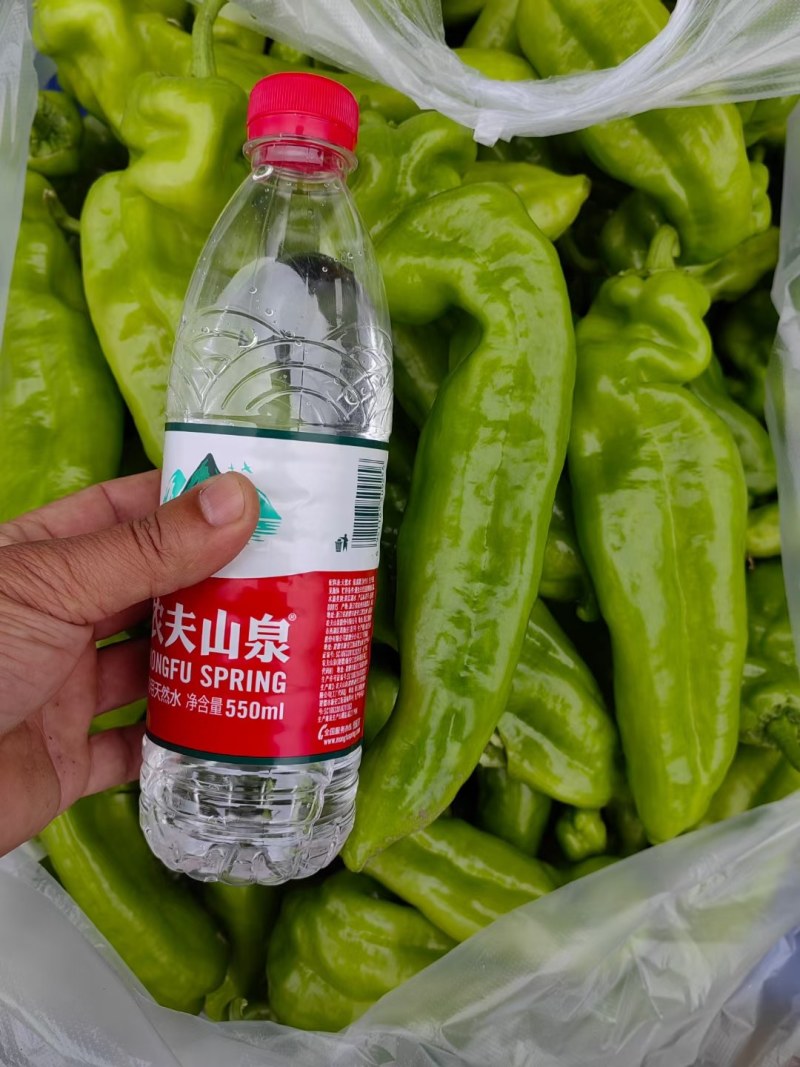 黄皮泡椒大量上市中，产地直供，一手货源，质量保证