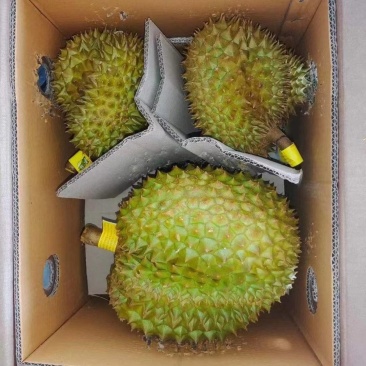 金枕榴莲