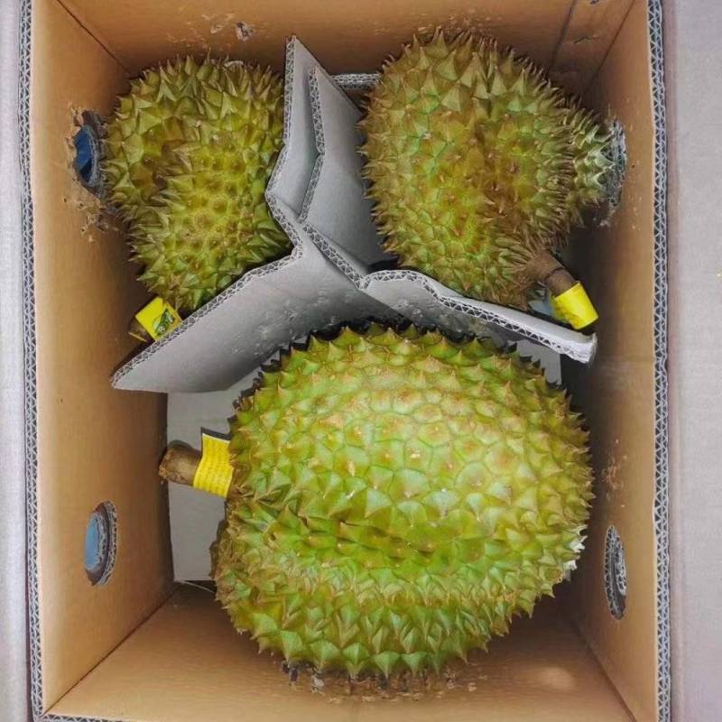 金枕榴莲
