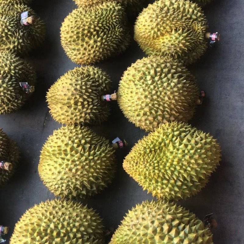 金枕