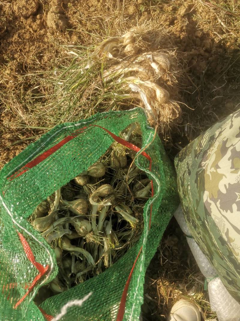 藠头货源充足价格实惠有需要荞头请联系我，欢迎订购。