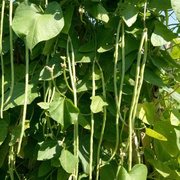 四季播种蔬菜种子特选901长豆角豇豆角爬藤豇豆种子抗病高
