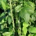 四季播种蔬菜种子特选901长豆角豇豆角爬藤豇豆种子抗病高