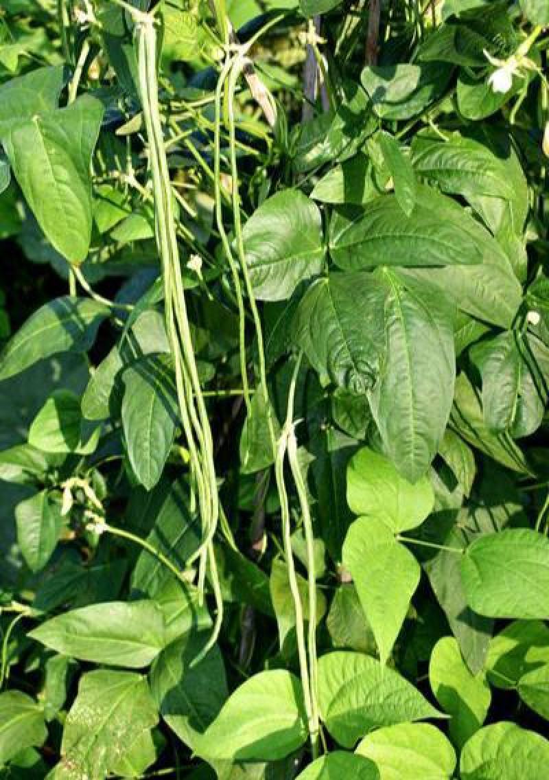 四季播种蔬菜种子特选901长豆角豇豆角爬藤豇豆种子抗病高