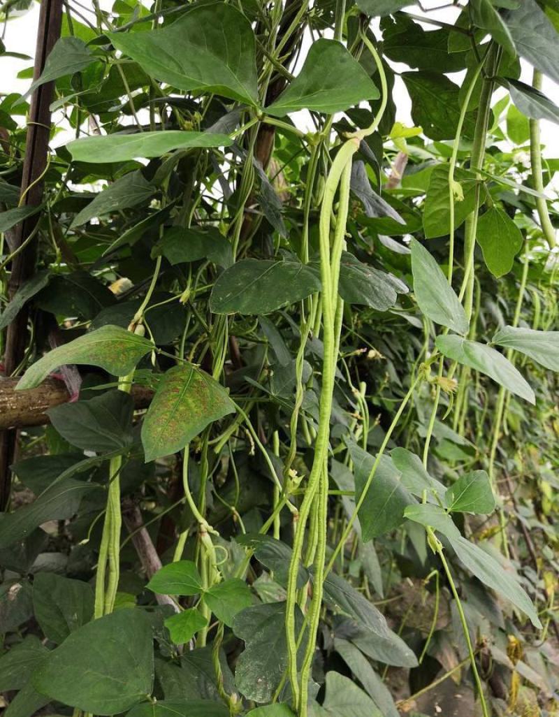四季播种蔬菜种子特选901长豆角豇豆角爬藤豇豆种子抗病高