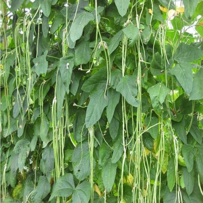 四季播种蔬菜种子特选901长豆角豇豆角爬藤豇豆种子抗病高