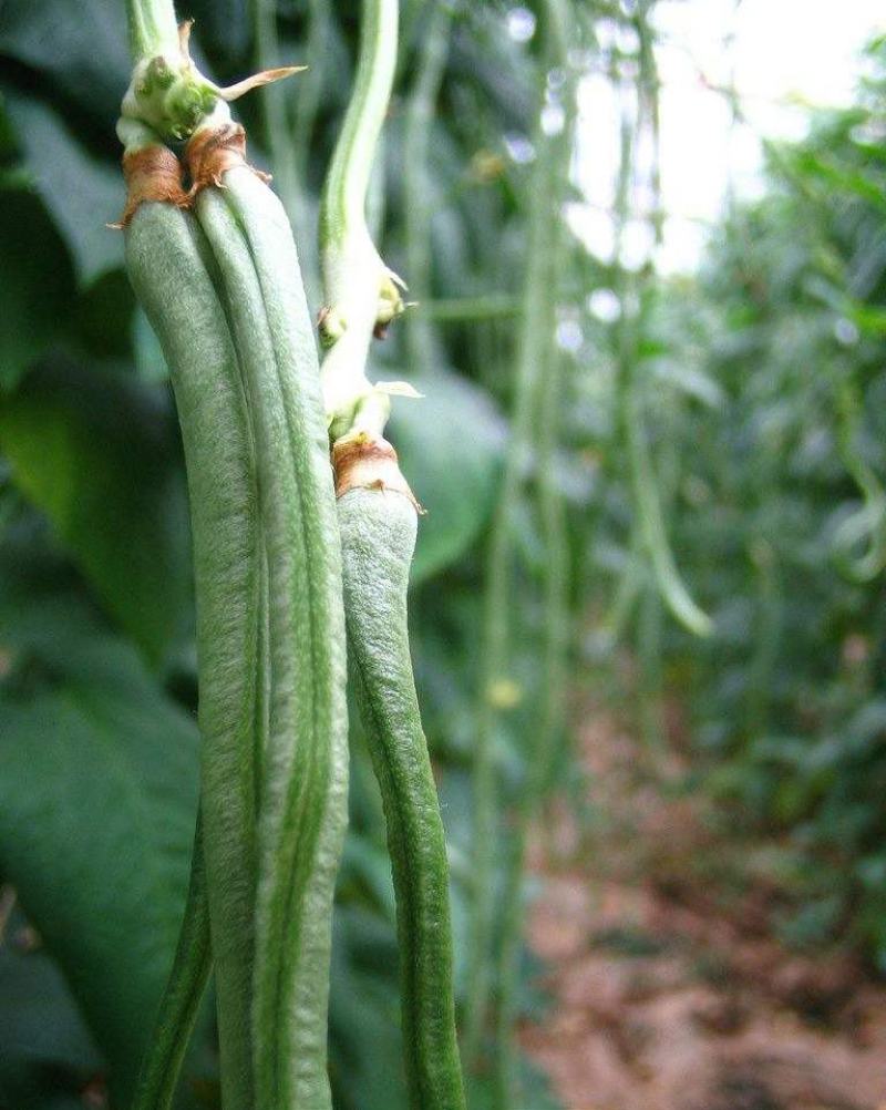 四季播种蔬菜种子特选901长豆角豇豆角爬藤豇豆种子抗病高