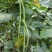 四季播种蔬菜种子特选901长豆角豇豆角爬藤豇豆种子抗病高