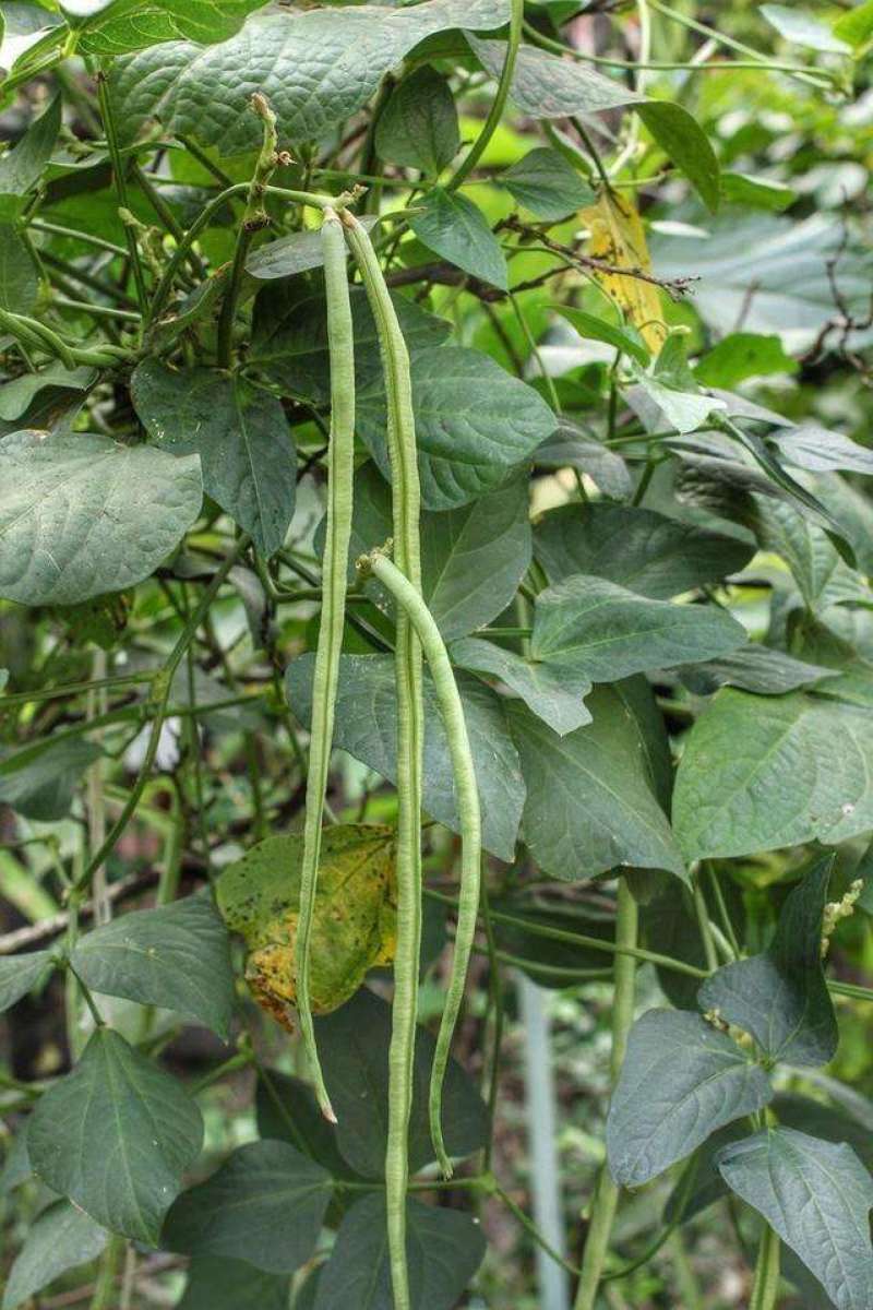 四季播种蔬菜种子特选901长豆角豇豆角爬藤豇豆种子抗病高